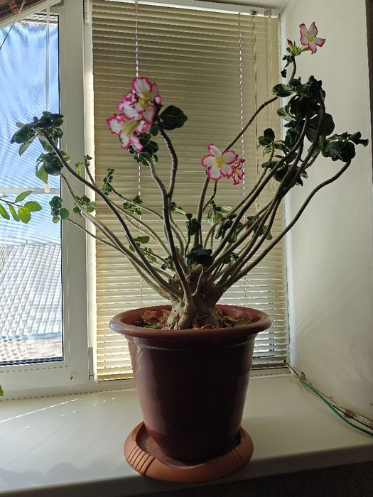 Продам Адениум !