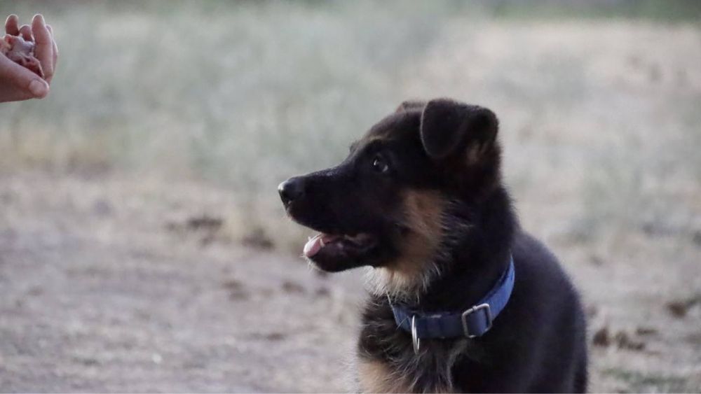 дрессировка собак