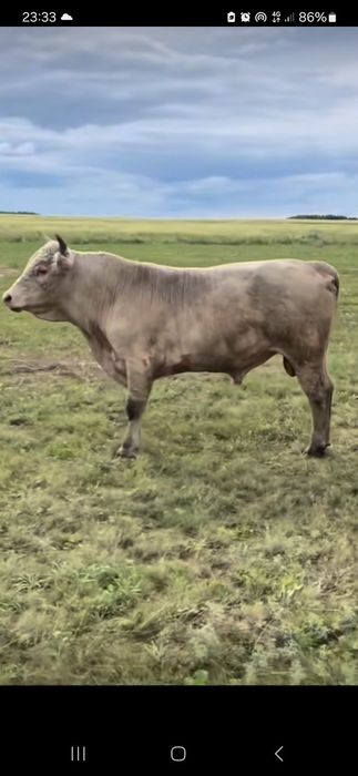 Продам бычков с откорма на племя