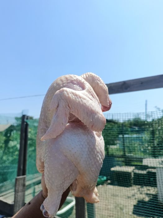 Мясо бройлера домашнего