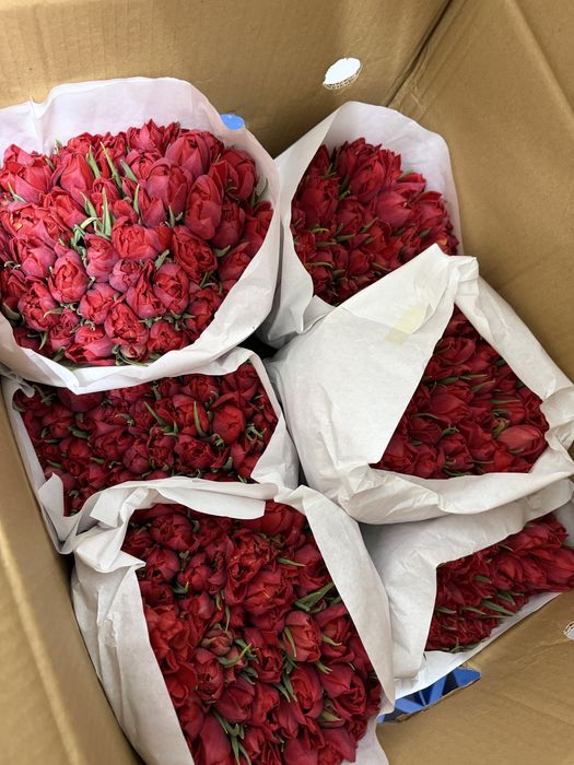 Тюльпаны Усть-Каменогорск