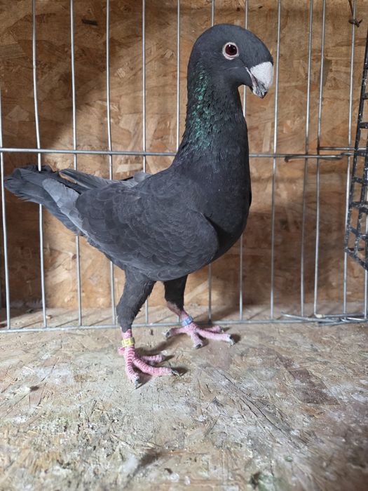 Voiajor german de frumusete