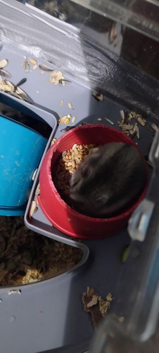 Donez femela hamster pitic