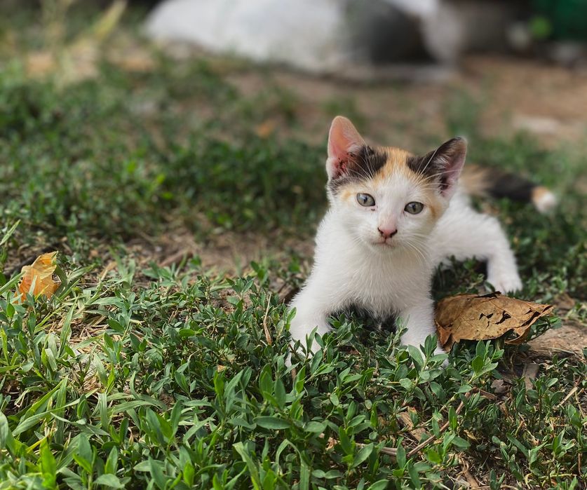 Ofer spre adopție cinci puiuți de pisică