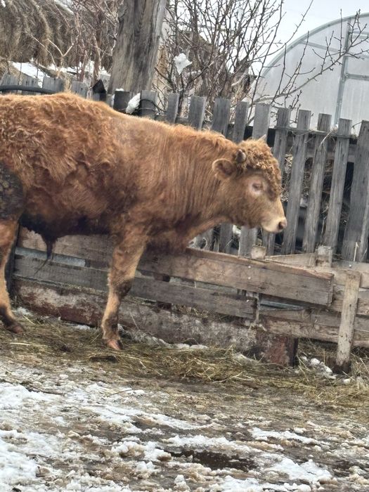 Продам бычка  годовалого