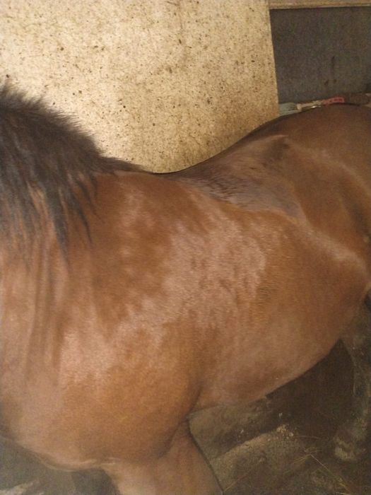 Noatină de vânzare