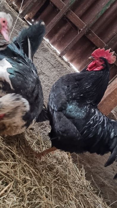 Продам джерсиского петуха либо обмен