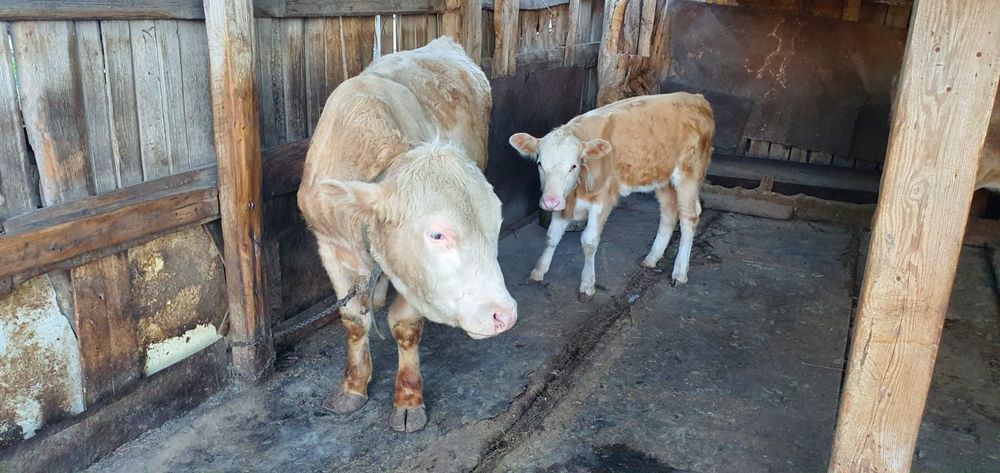 Продам доенную корову с теленком