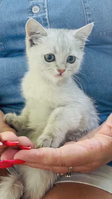Котенок мальчик шиншил