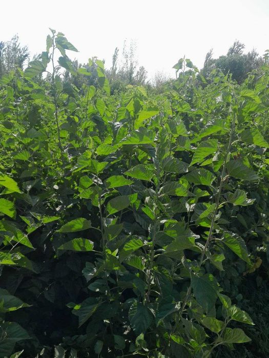 Tut kuchat, тут кучати, тут, пилла, tut, nixol, тут нихоли 2-3yillik