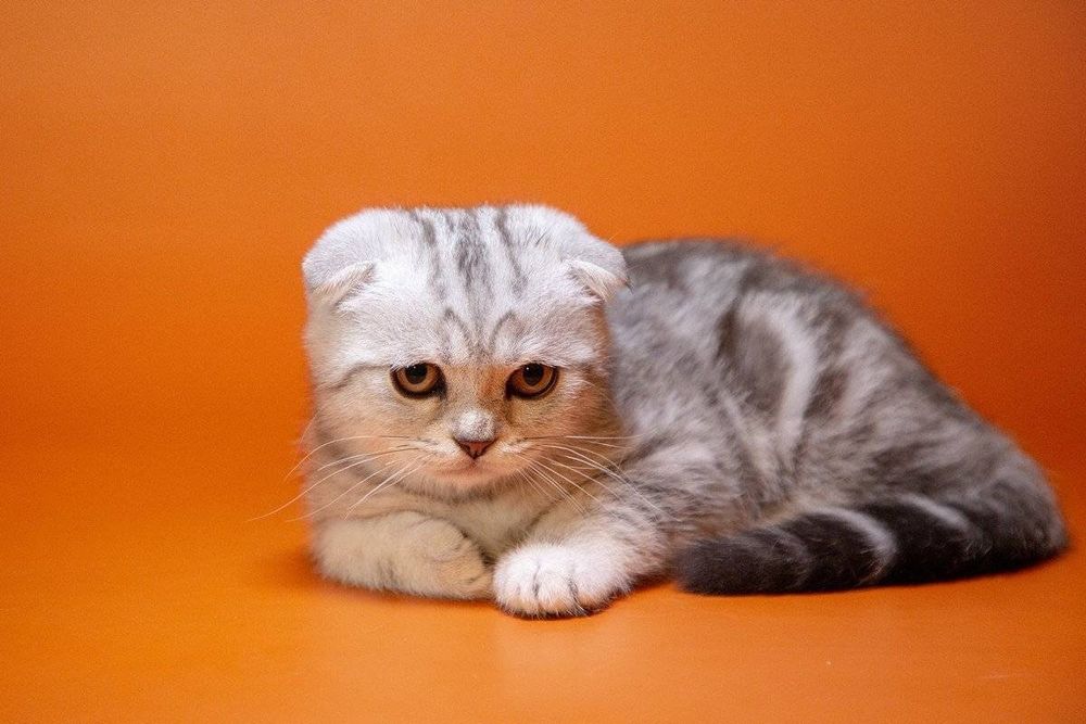 Скоттиш Страйт котята