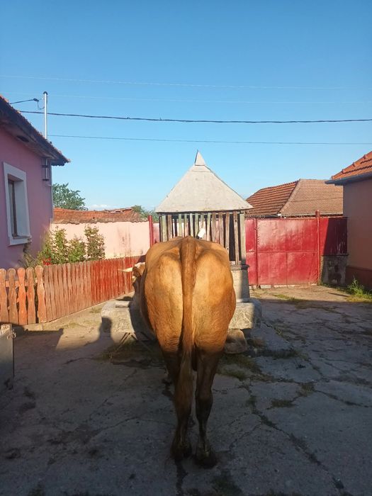 Vând vacă Bălțată Românească
