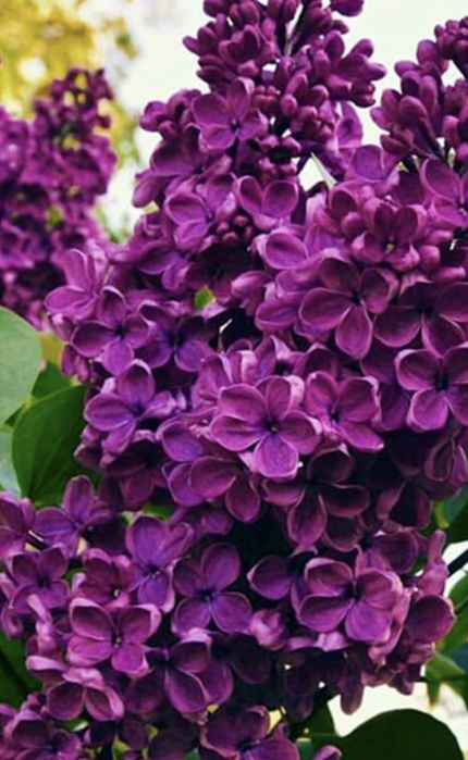 Продам букеты сирени недорого