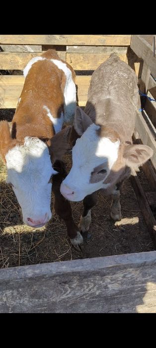 vitalusi sugari de 10 zile