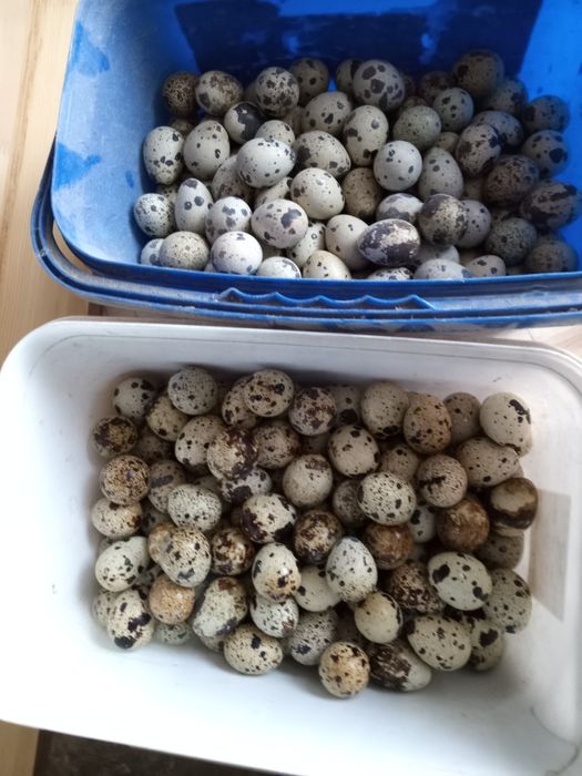 Перепелиные яйца