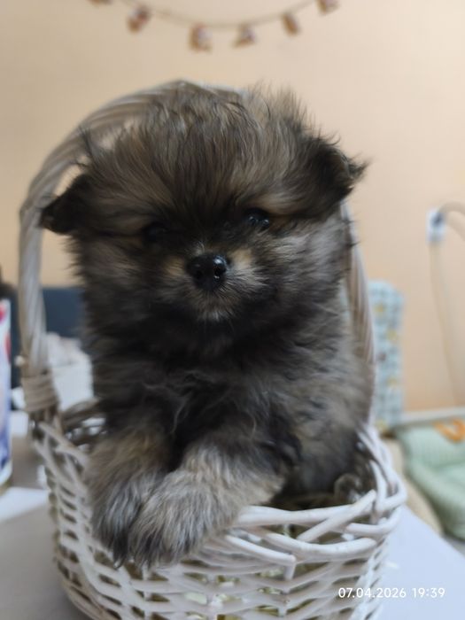 Продам щенков шпица