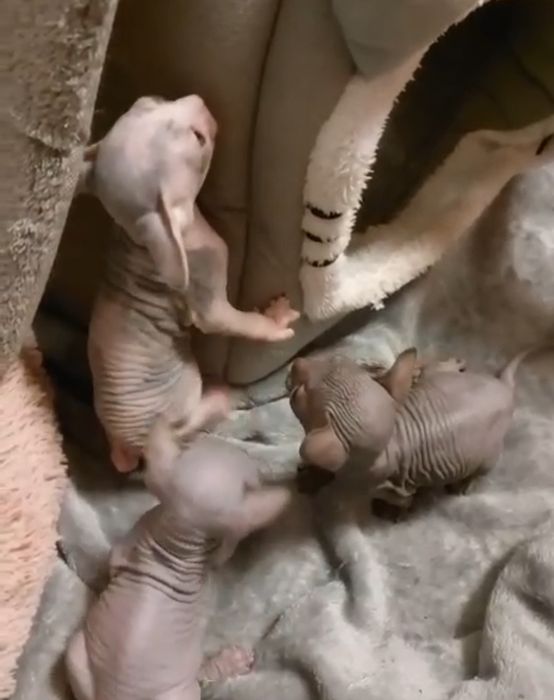 ВЯЗКА Кота сфинкс