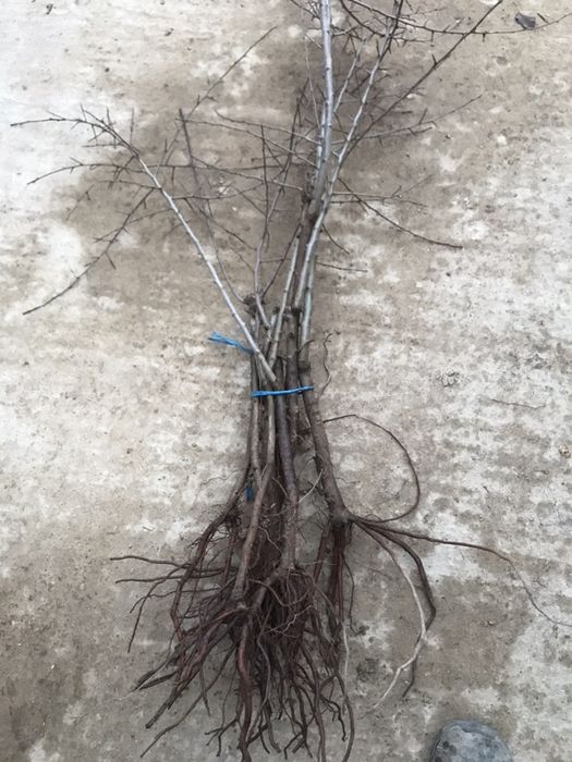 Portaltoi par paduret ,cires pasaresc,corcodus,mar Mm106