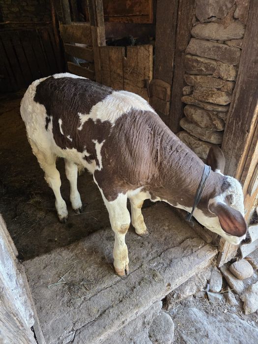 Vițel de vânzare