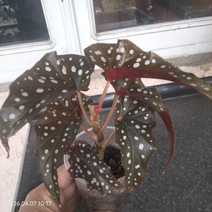 Бигоня сортовые о