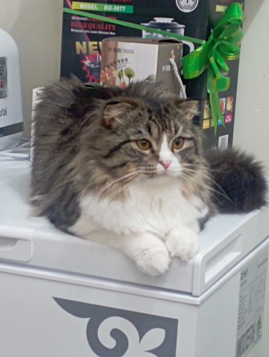 Ищу новых хозяев для кошки