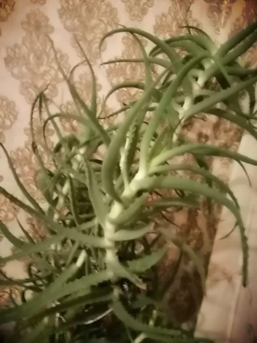 Продам растение Алоэ.