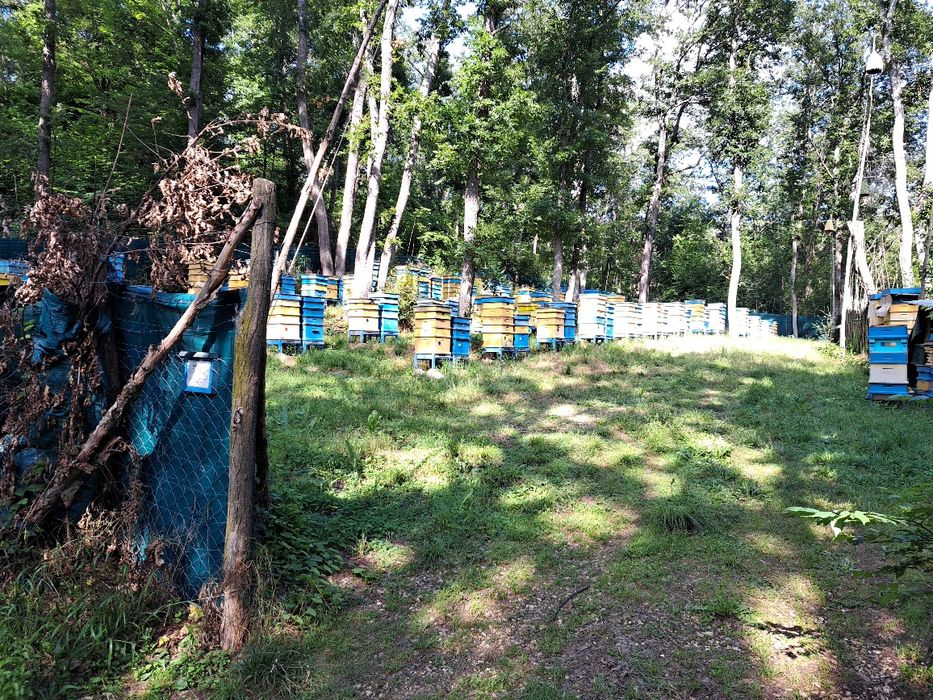 Пчелен мед ЛИПА в тенекии-БЕЗПЛАТНА ДОСТАВКА