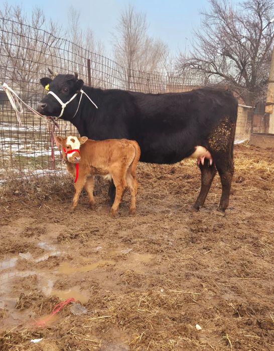 Бузаулы сиыр сатылады 10лит сутті бар