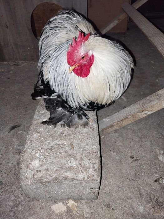 Cochinchina pitic  HERMINAT  inchis
