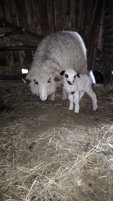 Oi de vânzare tinere