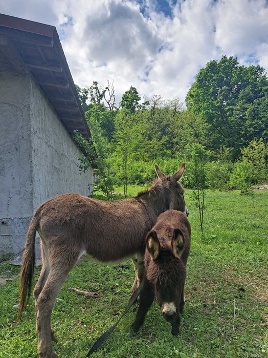 Lapte de măgăriță