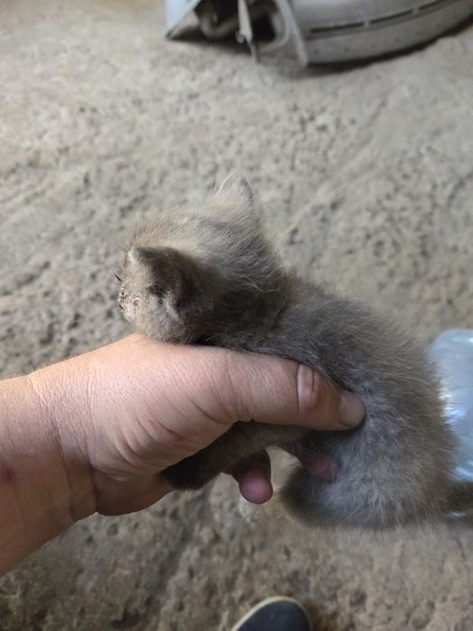 Бесплатно котёнок