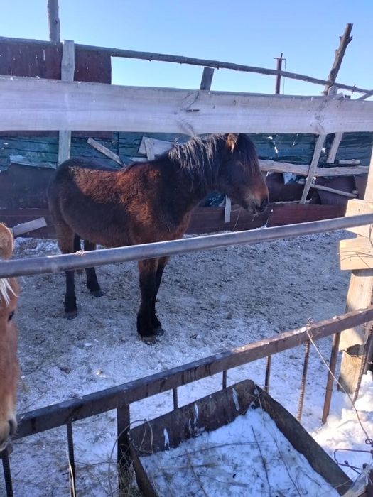 Продам лошадей акжарский район ащиколь