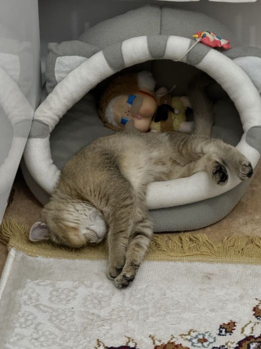 Продается кошечка по имени Мия