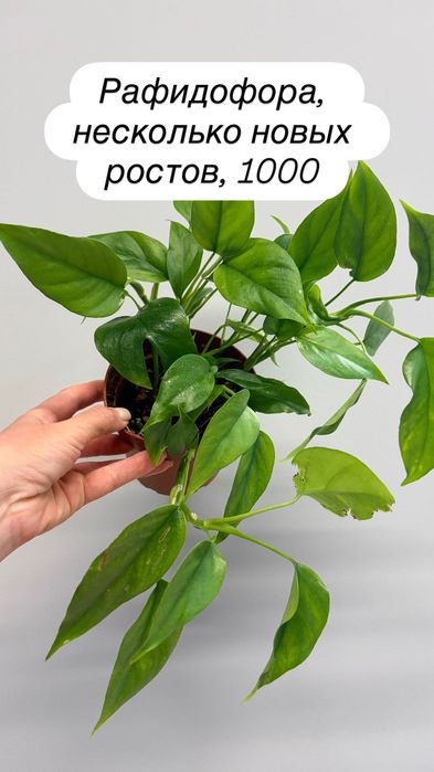 Монстеры мелколистные