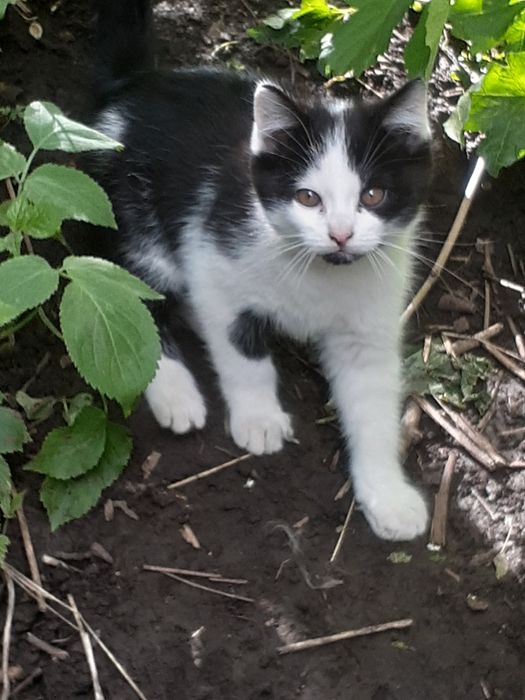 Отдам котенка. Мальчик.5 месяцев
