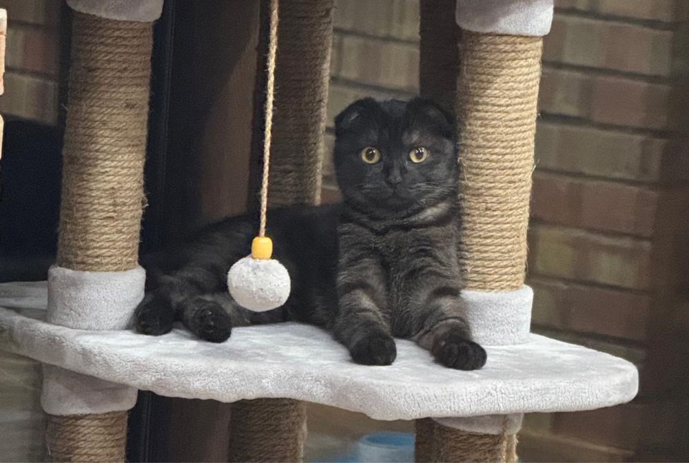 Кошка Шотландская вислоухая 6 месяцев