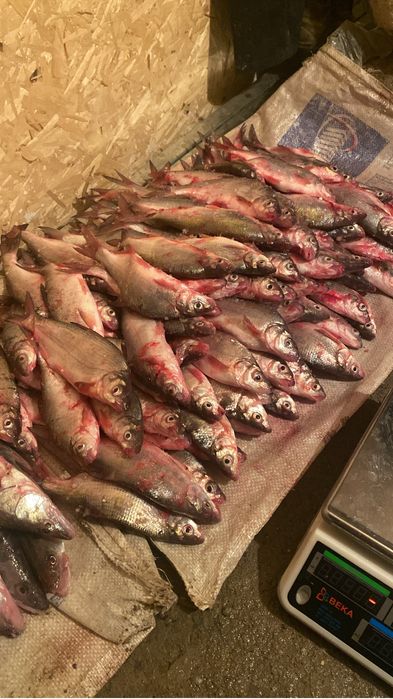 Продам свежий рыбец
