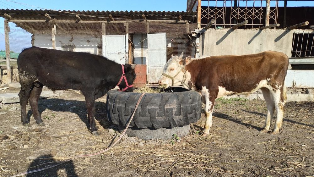 Бычки годовалые.
