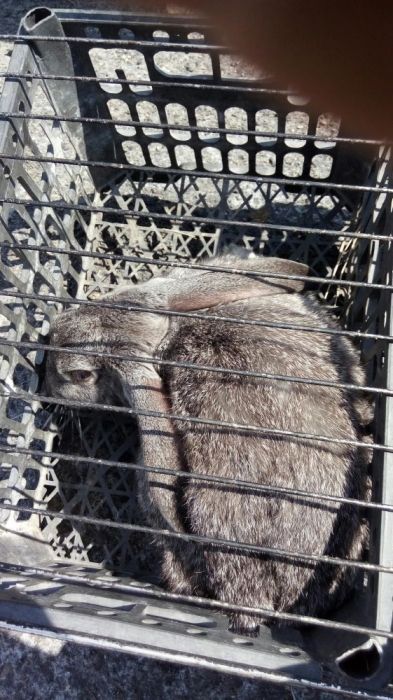 Продажа кроликов