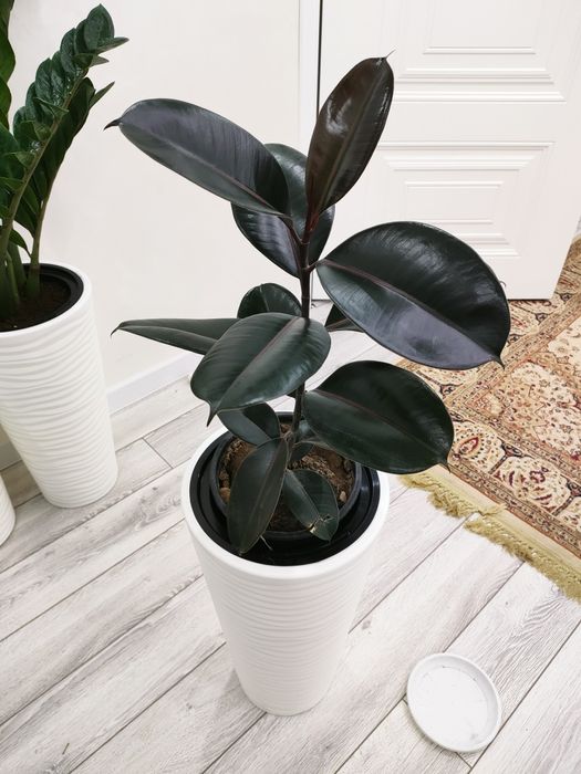 Цветы комнатные. доставка