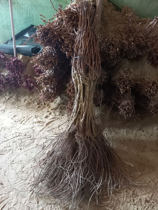 Butasi vita de vie anul 2 și anul 3