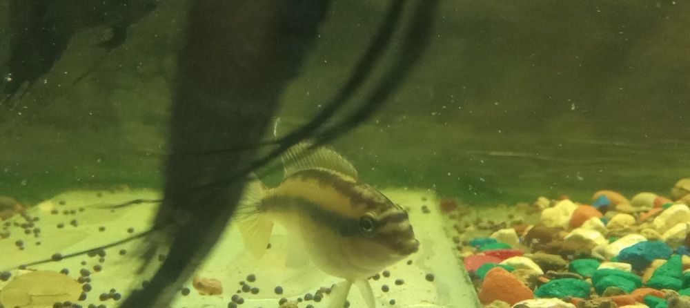 Продам рыб аквариумные