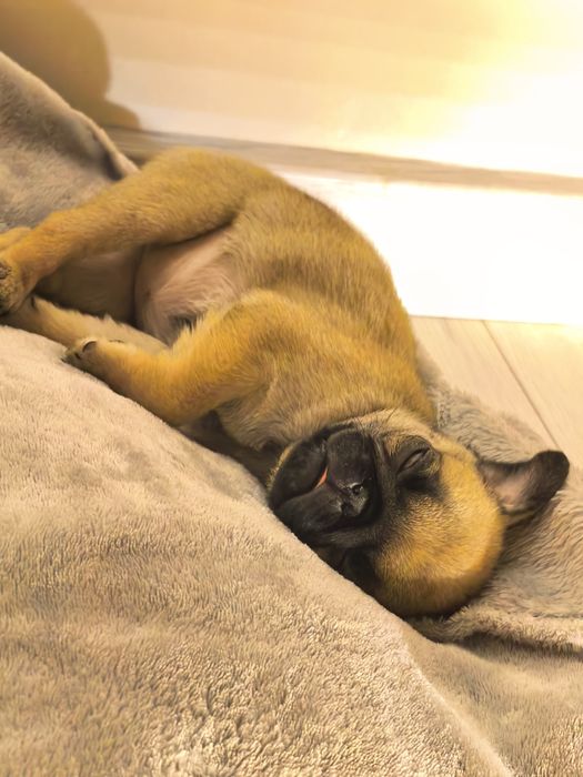 Мопс Продам щенка 3 месяца