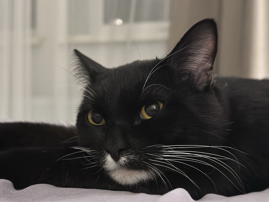 Кот Юджин в добрые руки