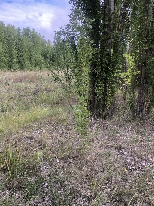 Тополь пирамидальный