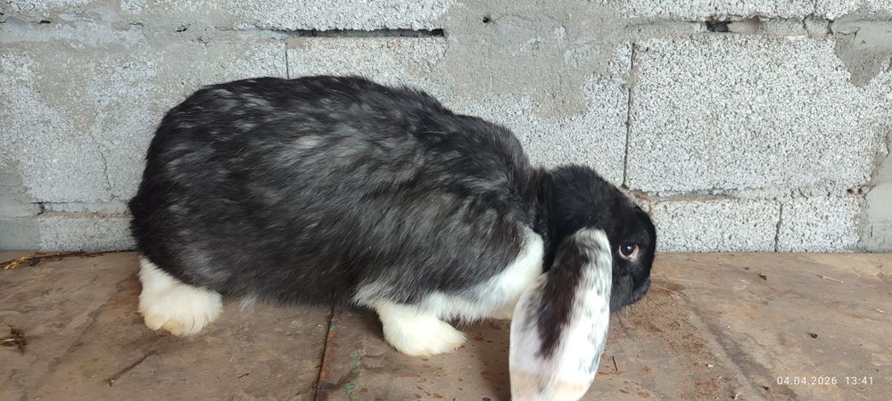 Продаются кролики.