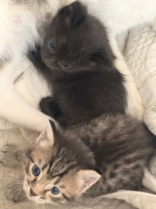 Котята в хорошие руки