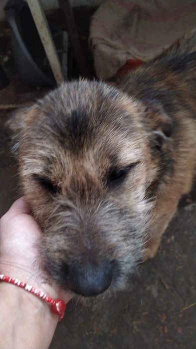 Две девочки, охранницы