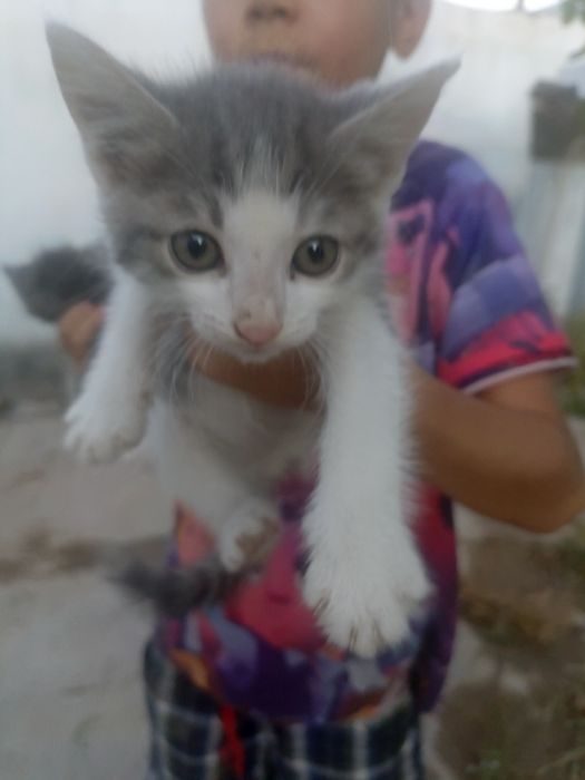 Котята бесплатно
